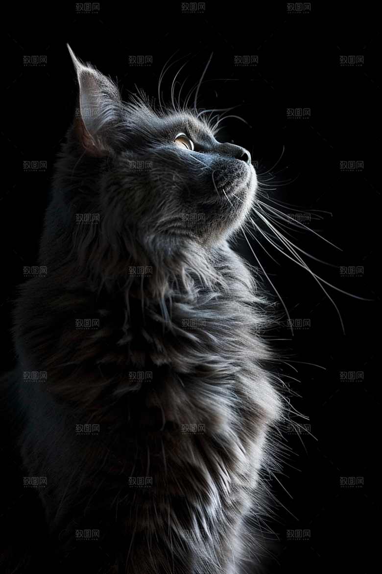 缅因猫家居生活小动物摄影图