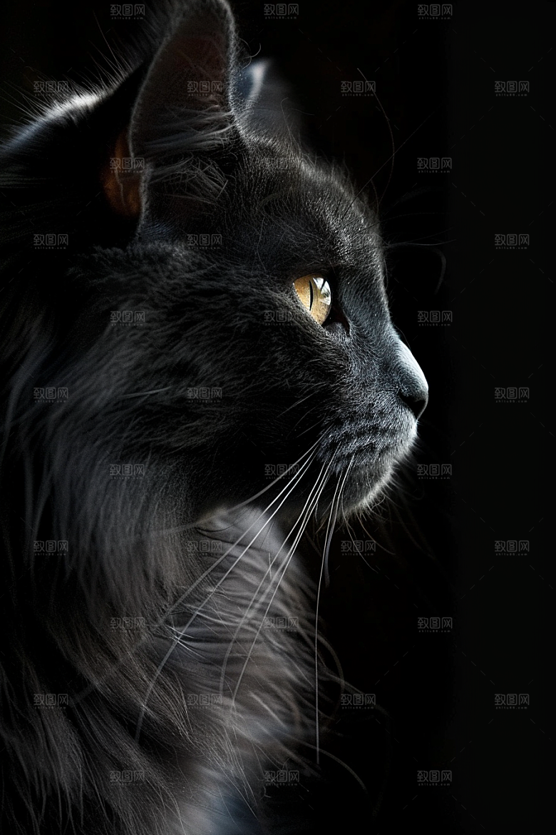 缅因猫高清长毛猫摄影图