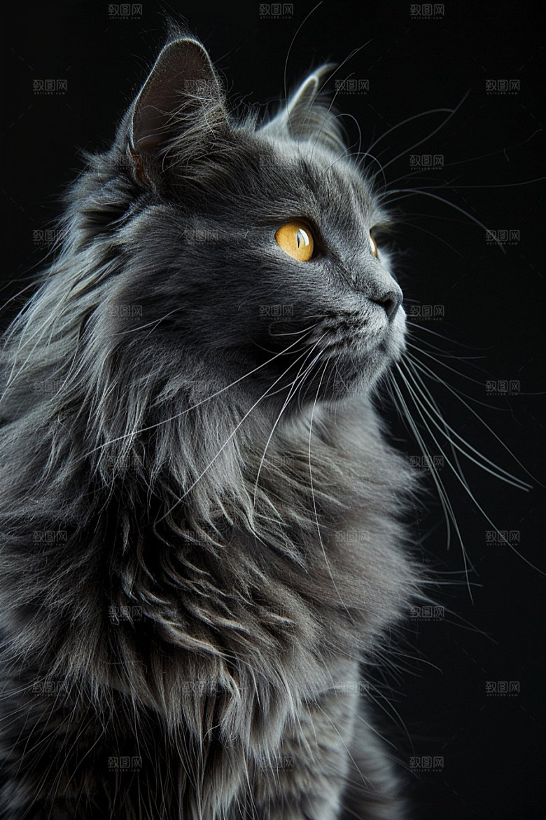 缅因猫高清品种猫摄影图