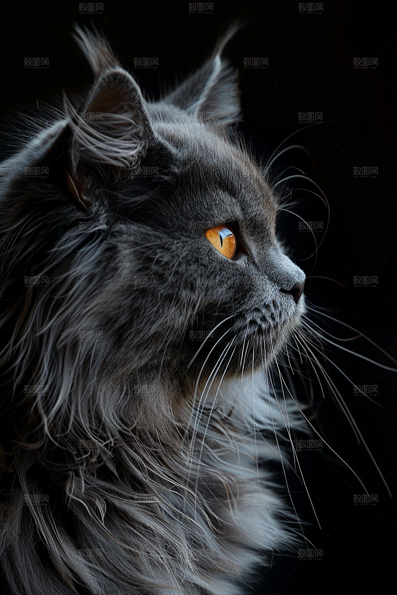缅因猫陪伴小动物摄影图
