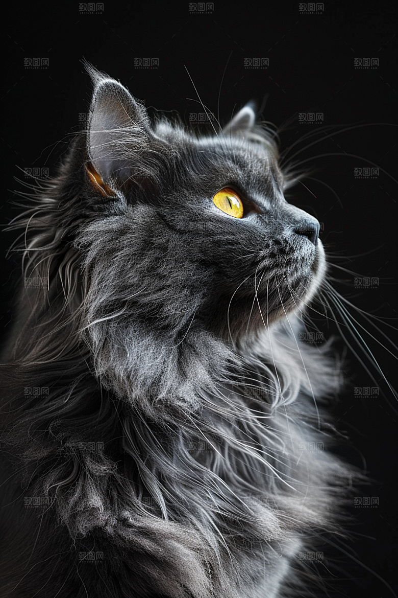 缅因猫陪伴宠物猫摄影图
