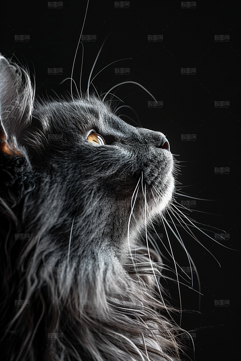 缅因猫小动物长毛猫摄影图