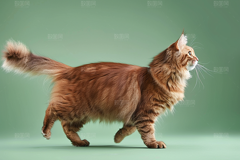 缅因猫陪伴小动物摄影图