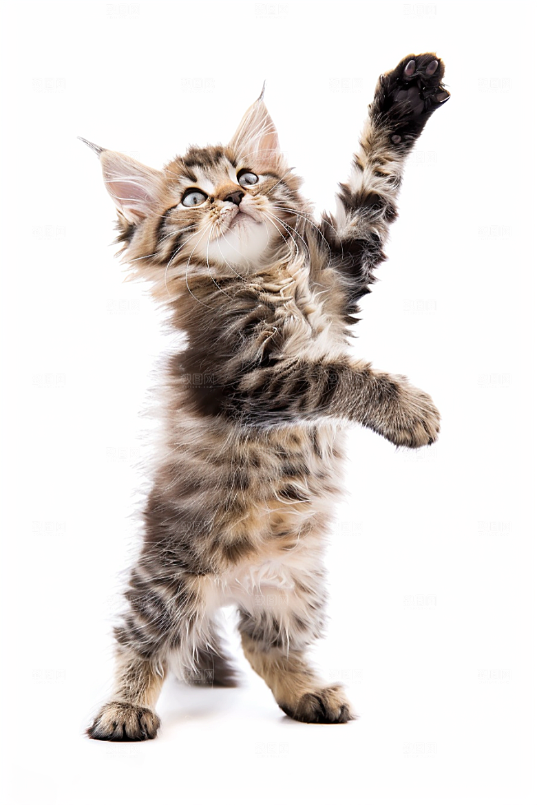 缅因猫长毛猫家居生活摄影图