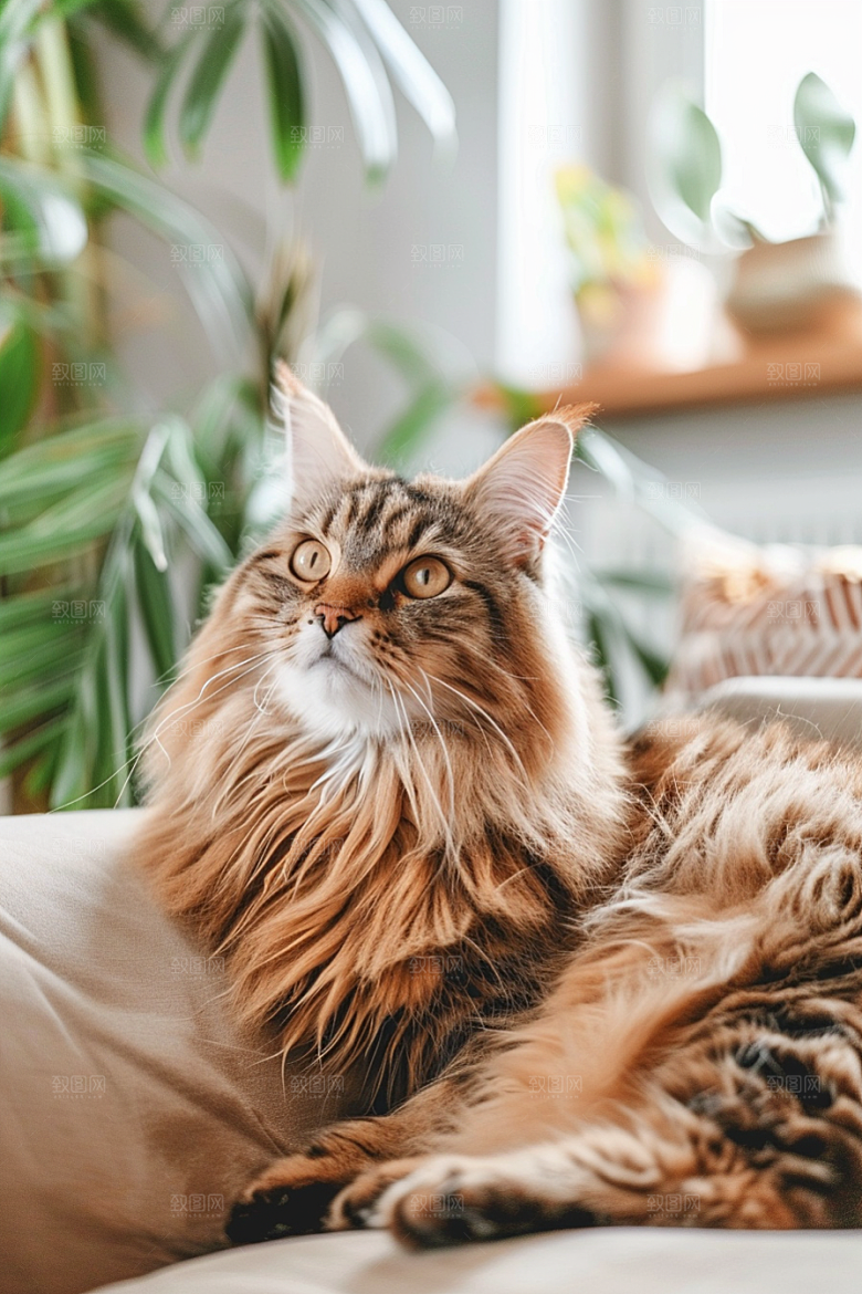 缅因猫品种猫小动物摄影图