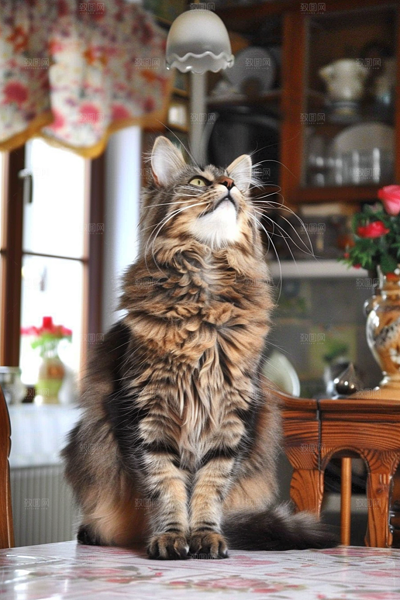 缅因猫高清宠物猫摄影图