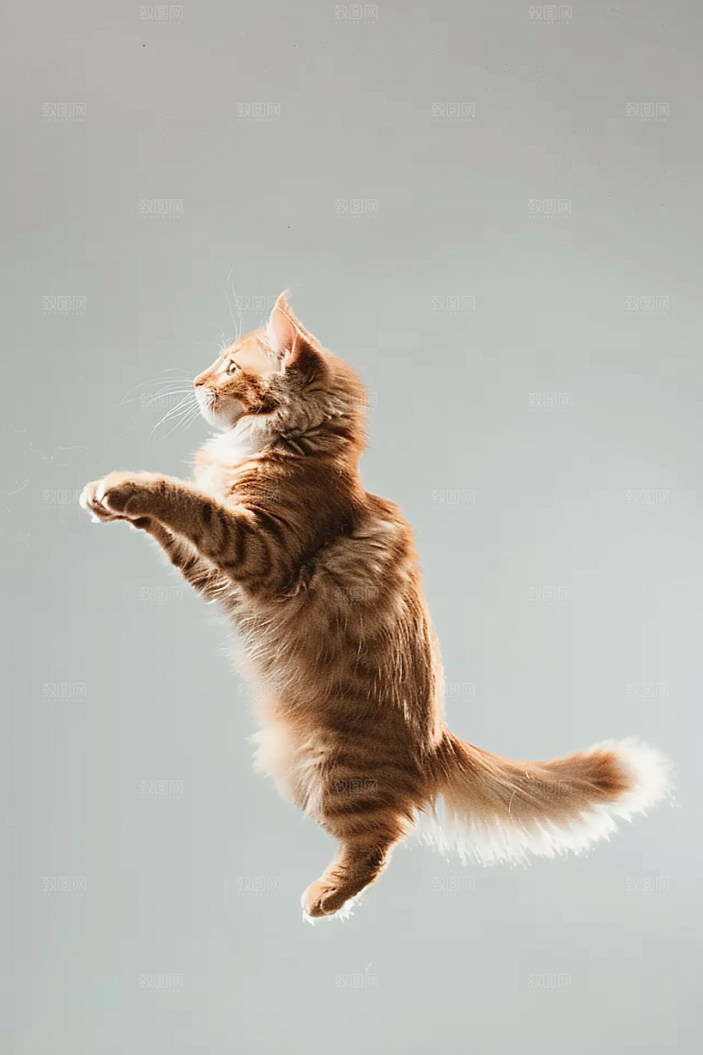 缅因猫养宠高清摄影图