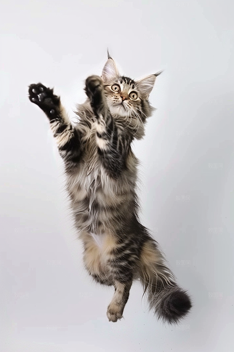 缅因猫品种猫高清摄影图