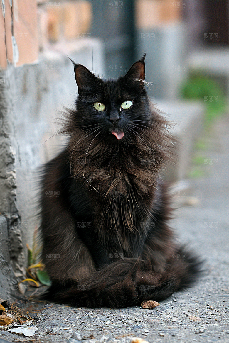 缅因猫宠物猫可爱摄影图