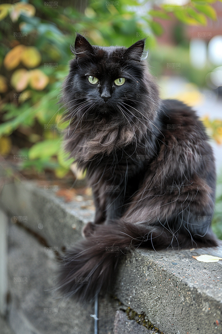 缅因猫可爱宠物猫摄影图