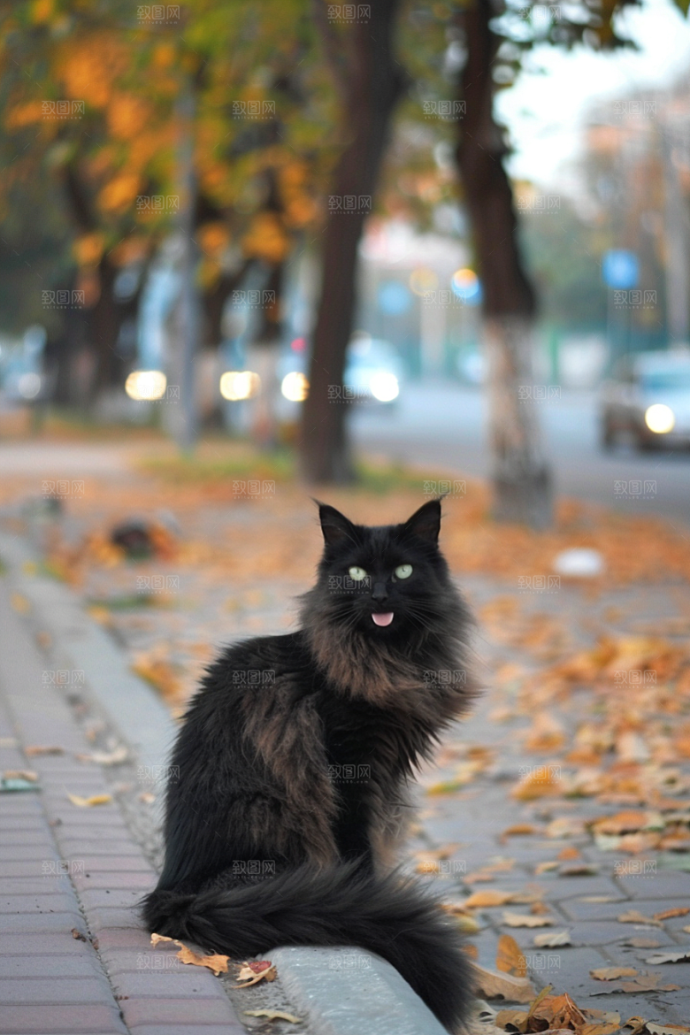 缅因猫小动物家居生活摄影图