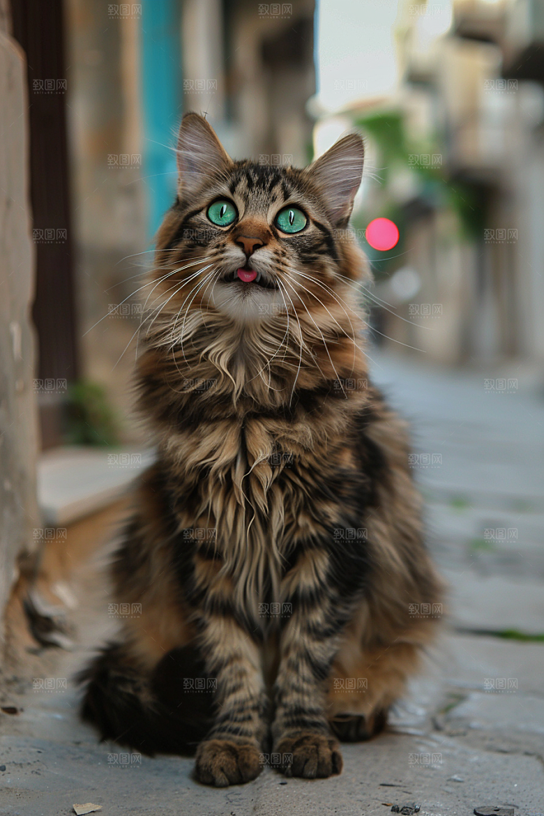 缅因猫可爱高清摄影图