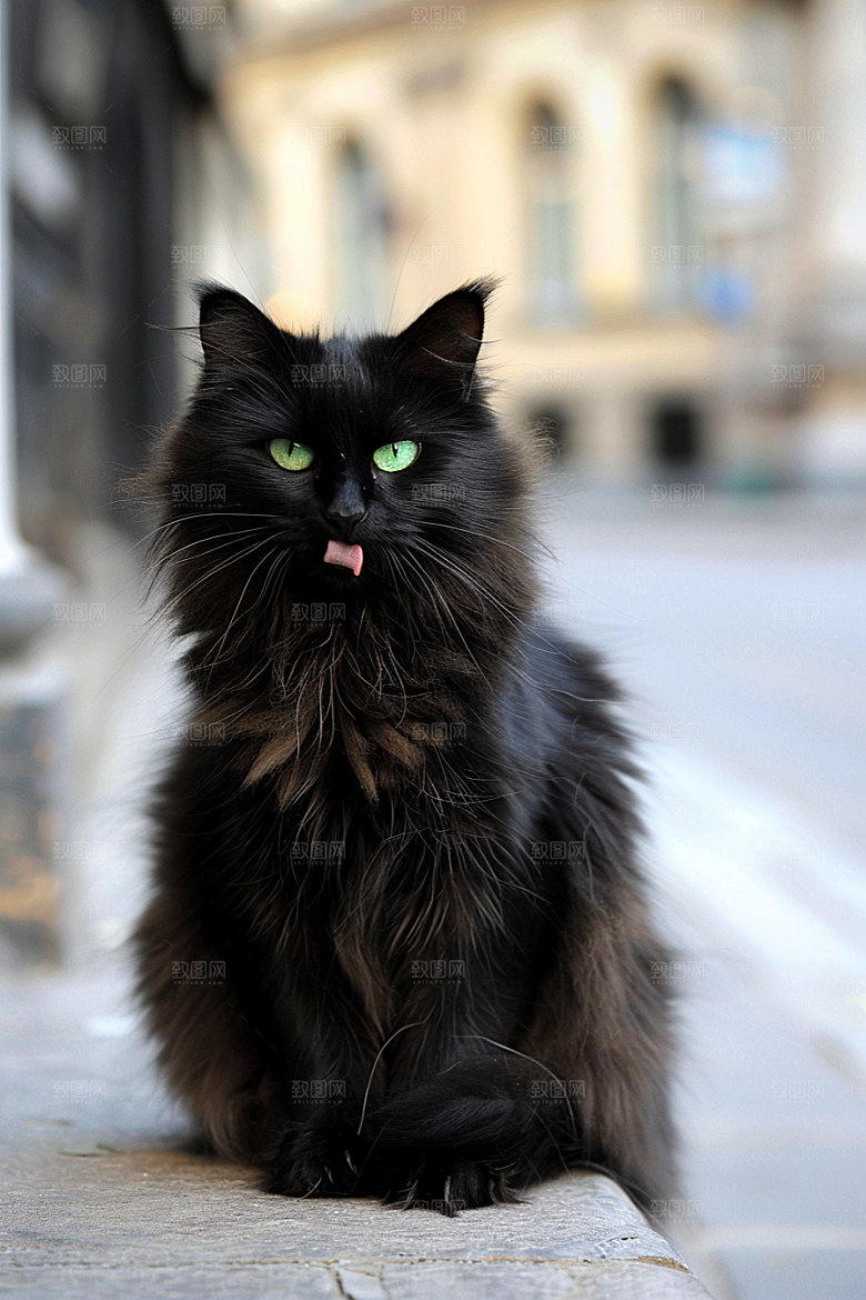 缅因猫毛茸茸陪伴摄影图