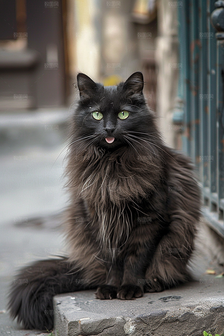 缅因猫品种猫毛茸茸摄影图