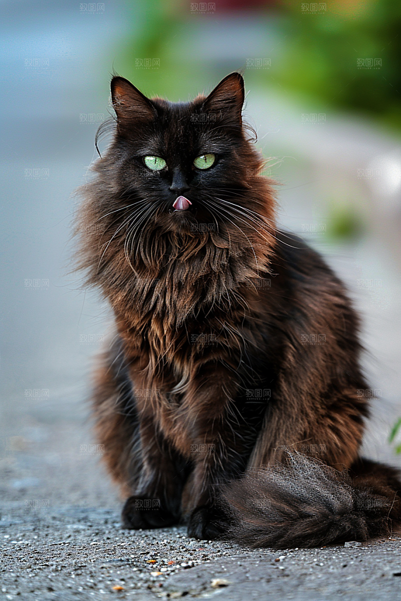 缅因猫可爱小动物摄影图