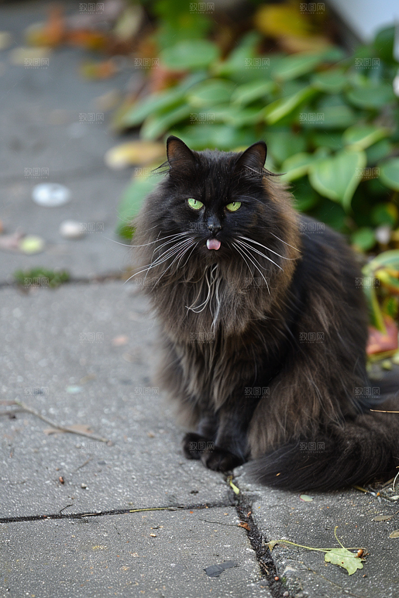 缅因猫毛茸茸可爱摄影图