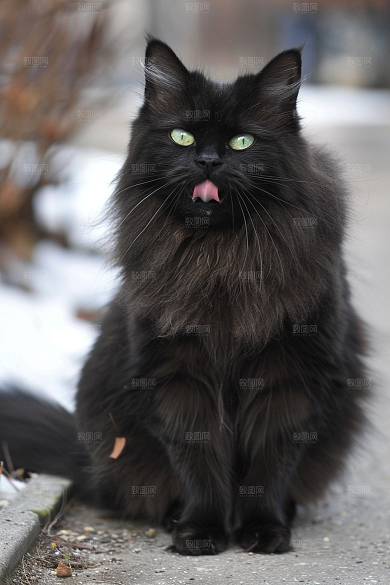 缅因猫长毛猫品种猫摄影图