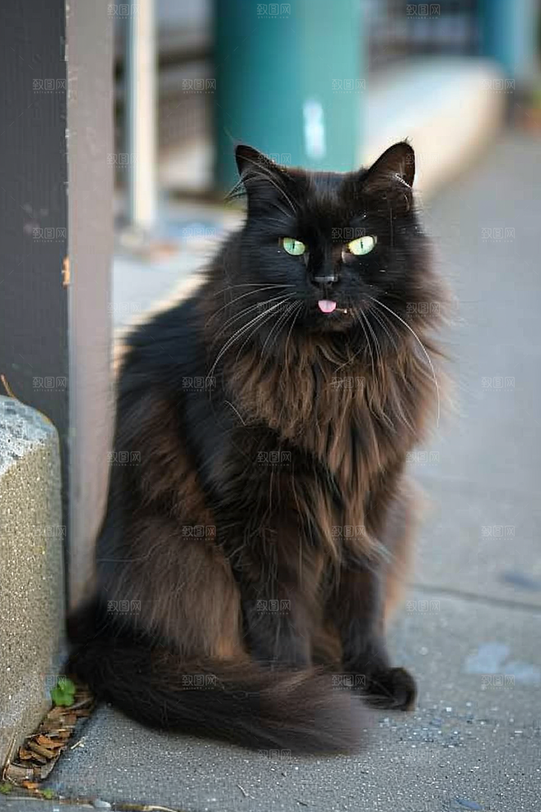 缅因猫小动物品种猫摄影图