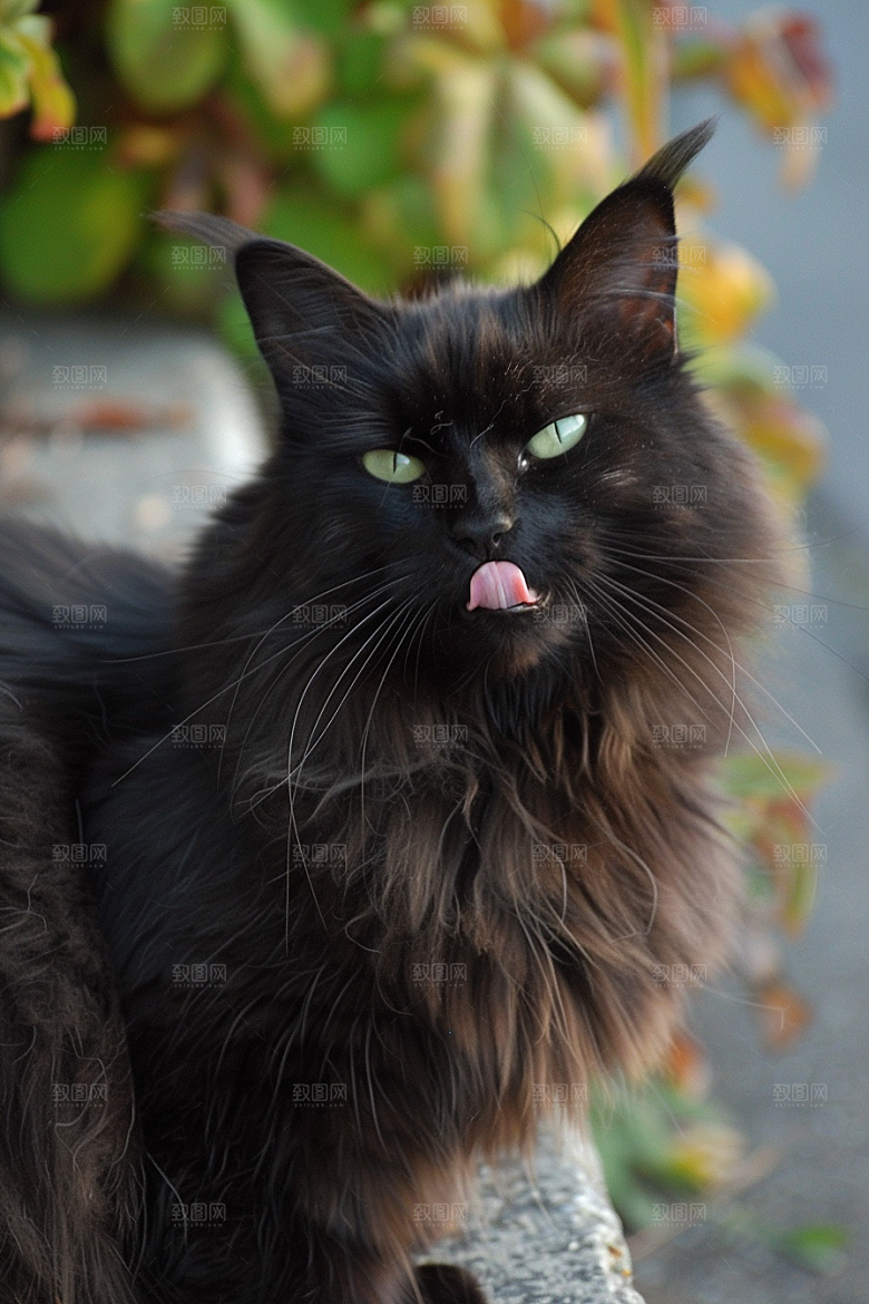缅因猫毛茸茸养宠摄影图