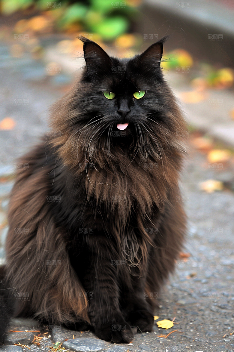 缅因猫毛茸茸养宠摄影图