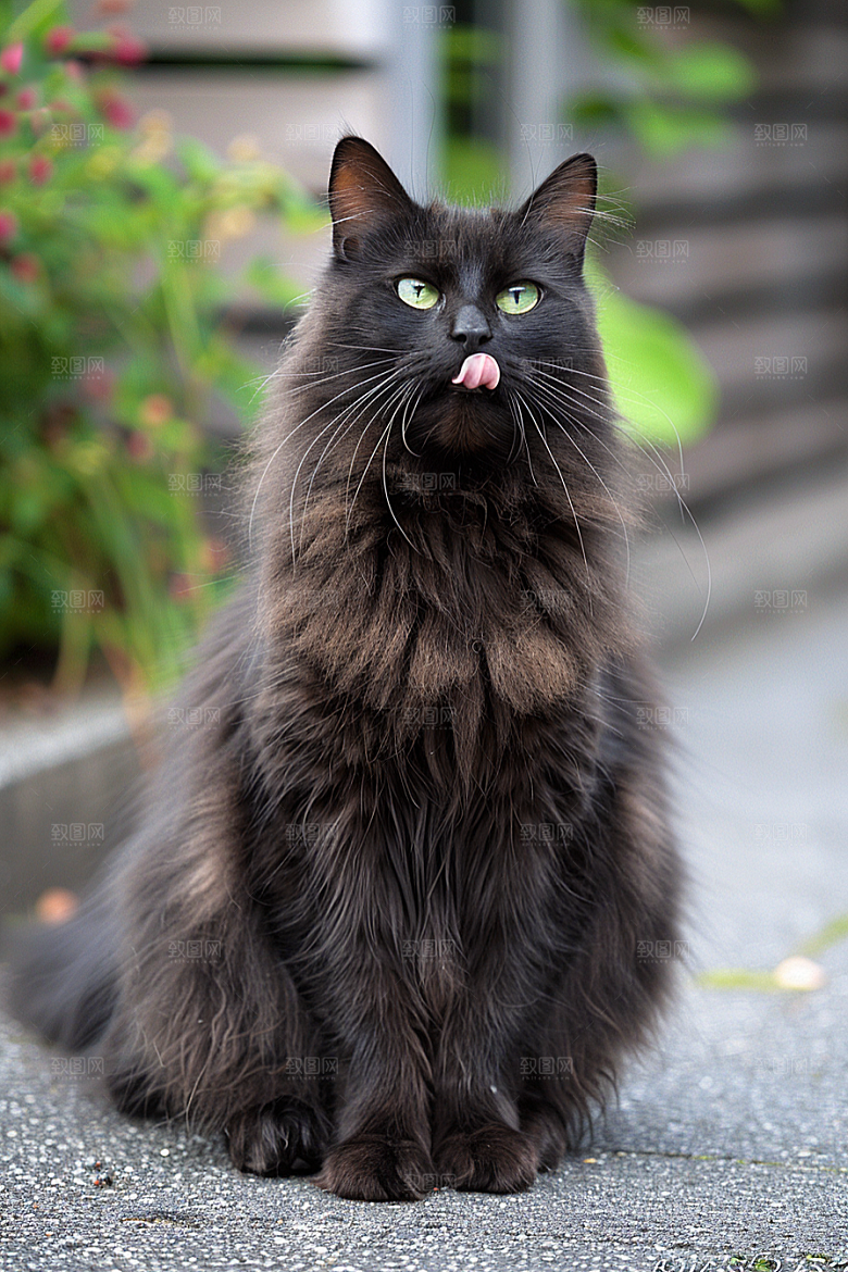 缅因猫高清养宠摄影图