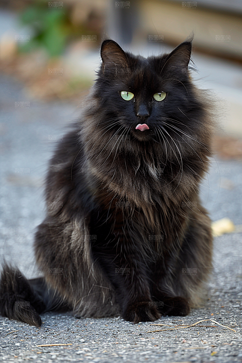 缅因猫长毛猫养宠摄影图