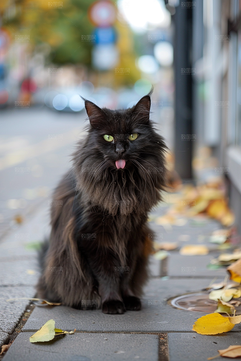 缅因猫长毛猫家居生活摄影图