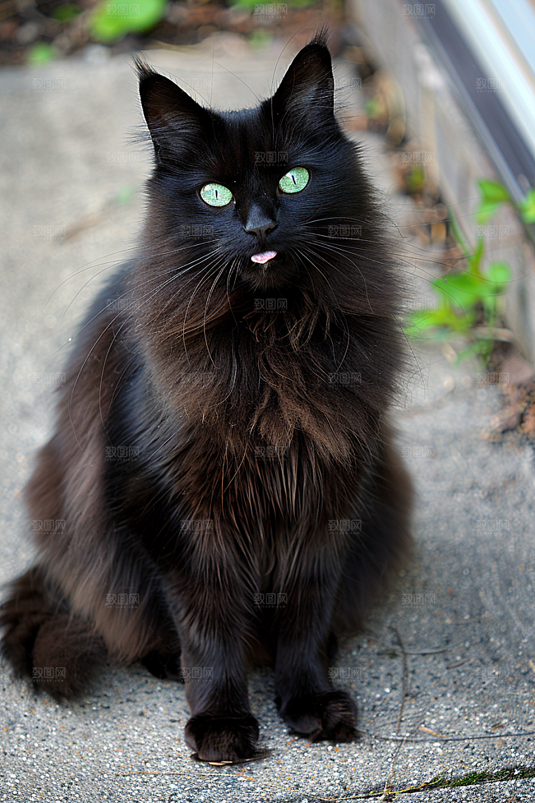 缅因猫可爱品种猫摄影图