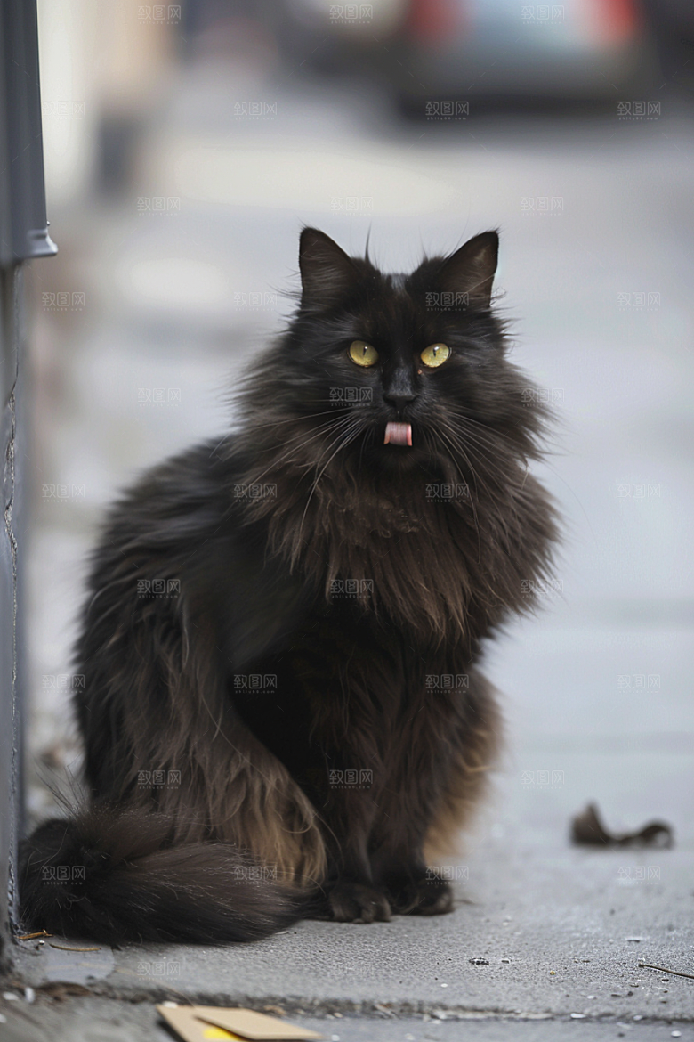 缅因猫长毛猫陪伴摄影图