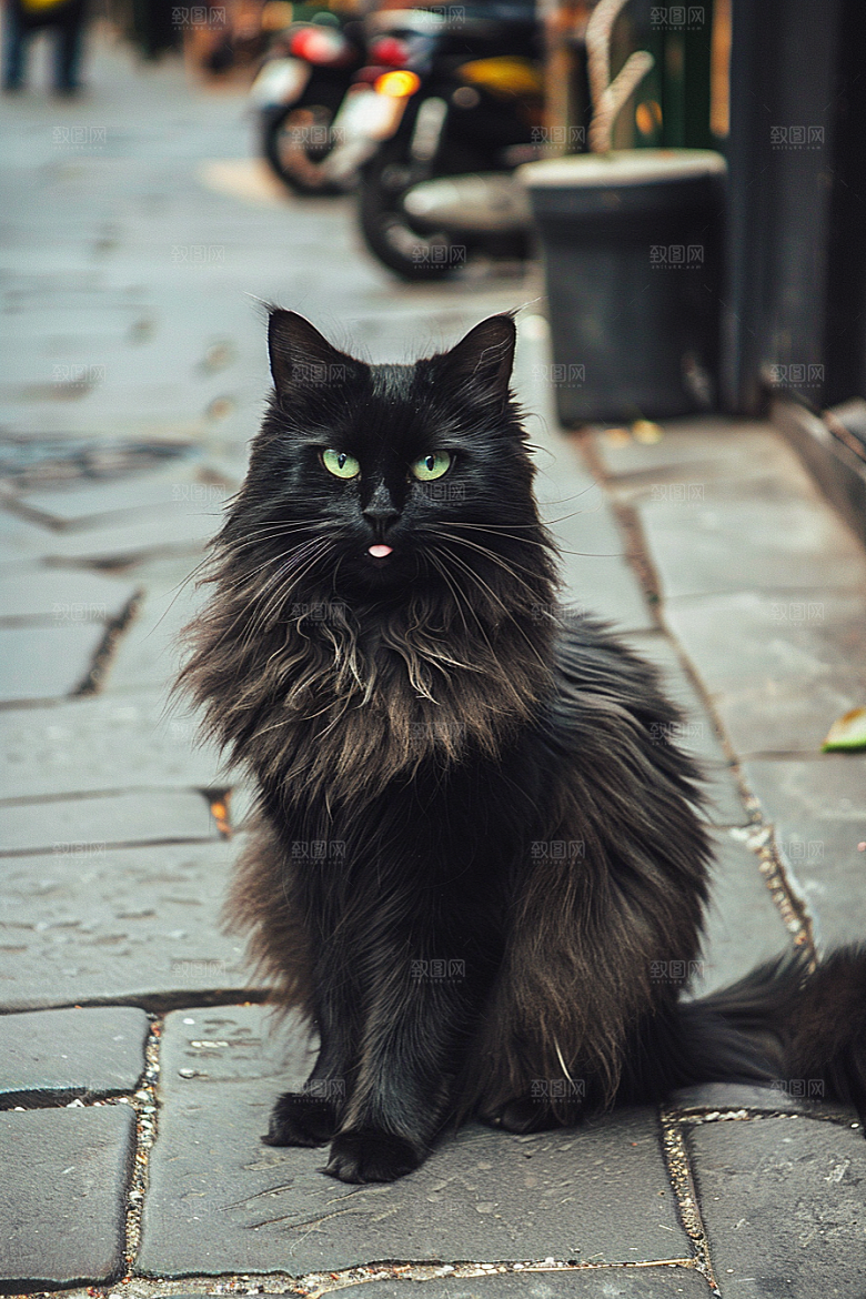 缅因猫小动物品种猫摄影图