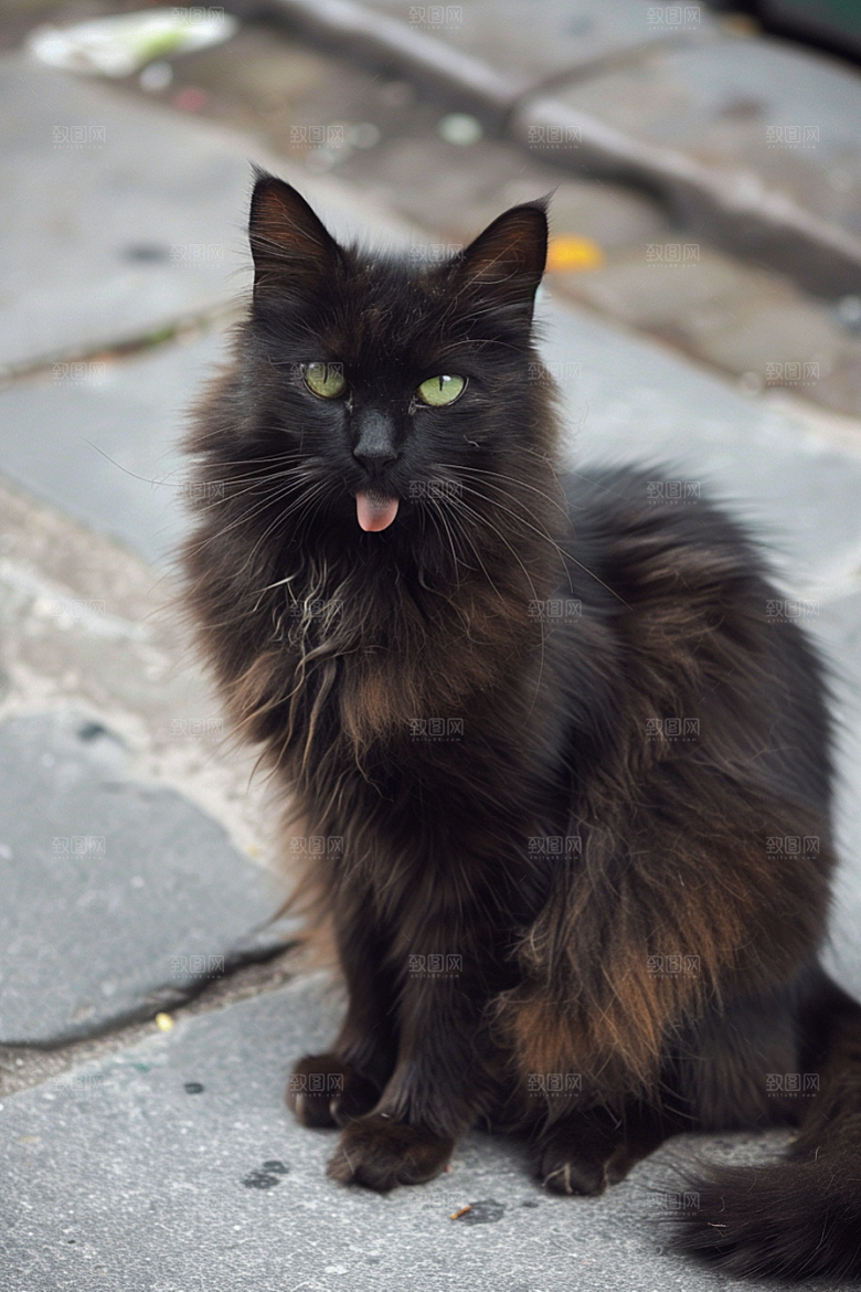 缅因猫品种猫高清摄影图