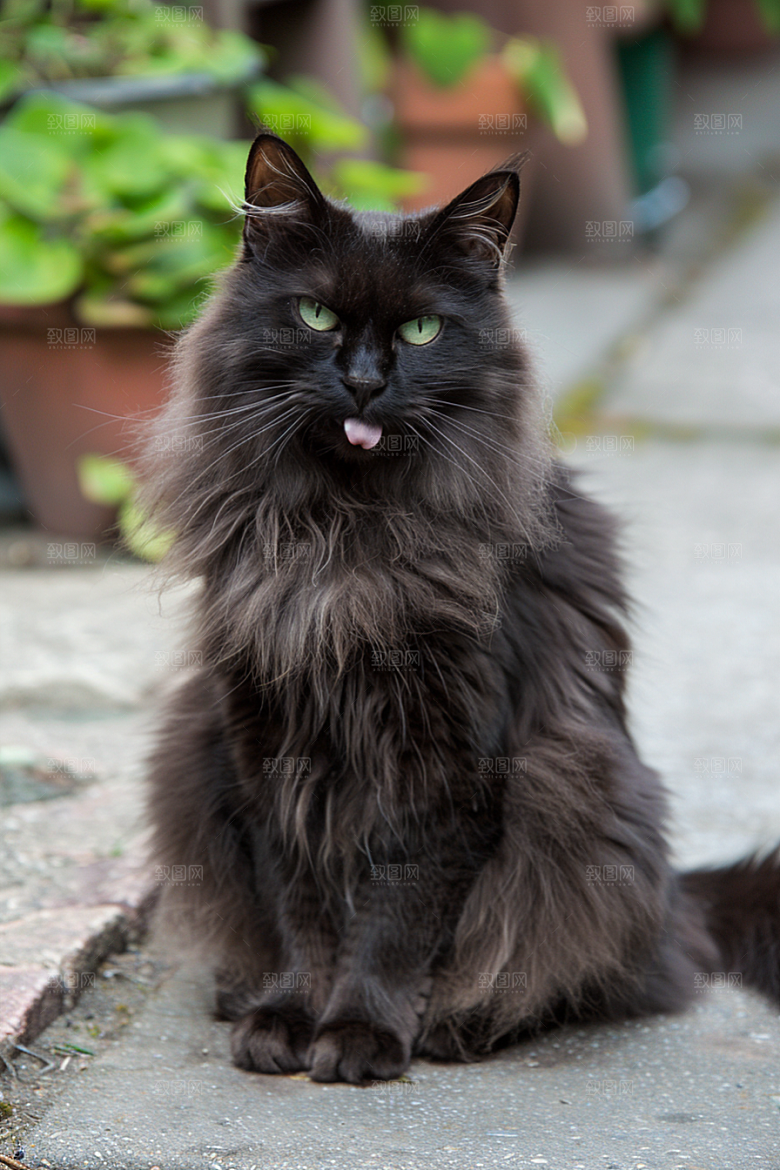 缅因猫长毛猫可爱摄影图