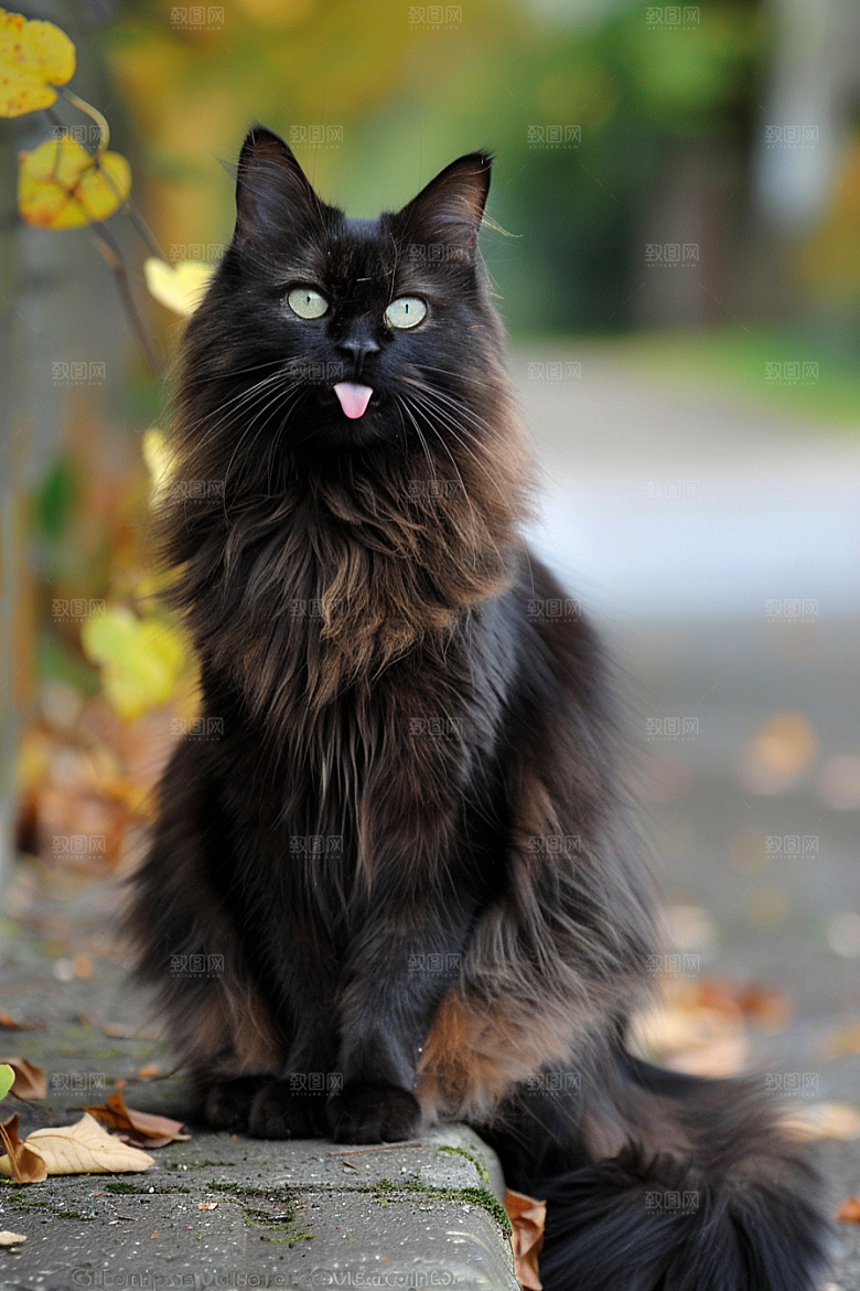 缅因猫陪伴小动物摄影图