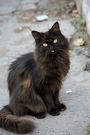 缅因猫毛茸茸长毛猫摄影图