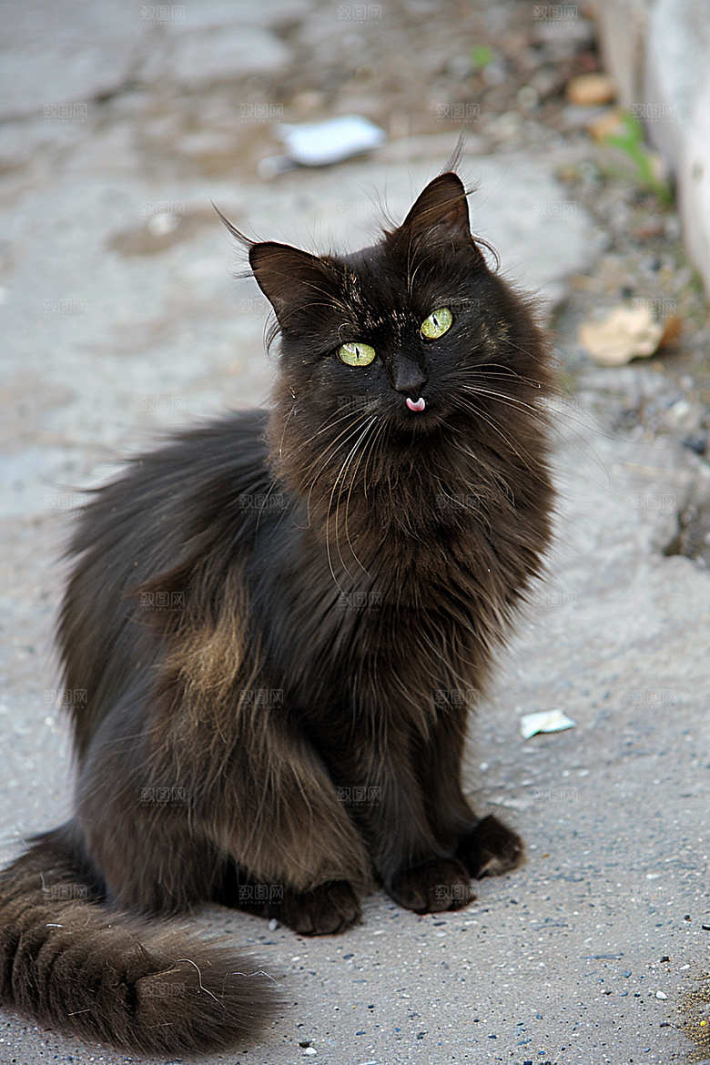 缅因猫毛茸茸长毛猫摄影图