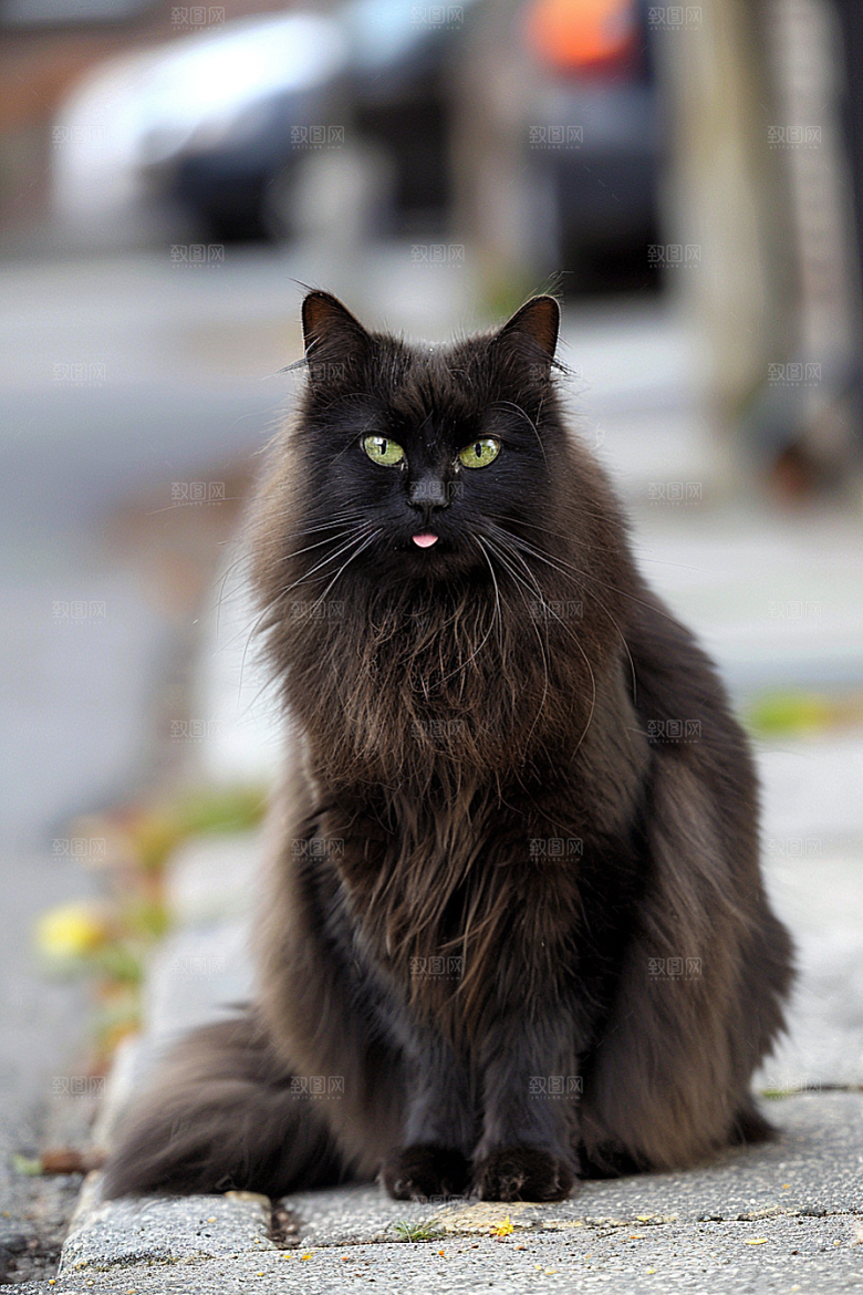 缅因猫宠物猫品种猫摄影图