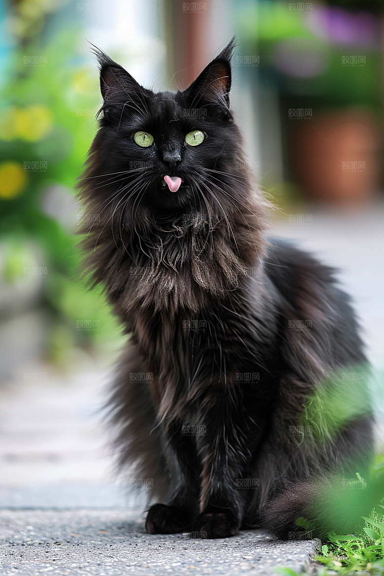 缅因猫毛茸茸宠物猫摄影图
