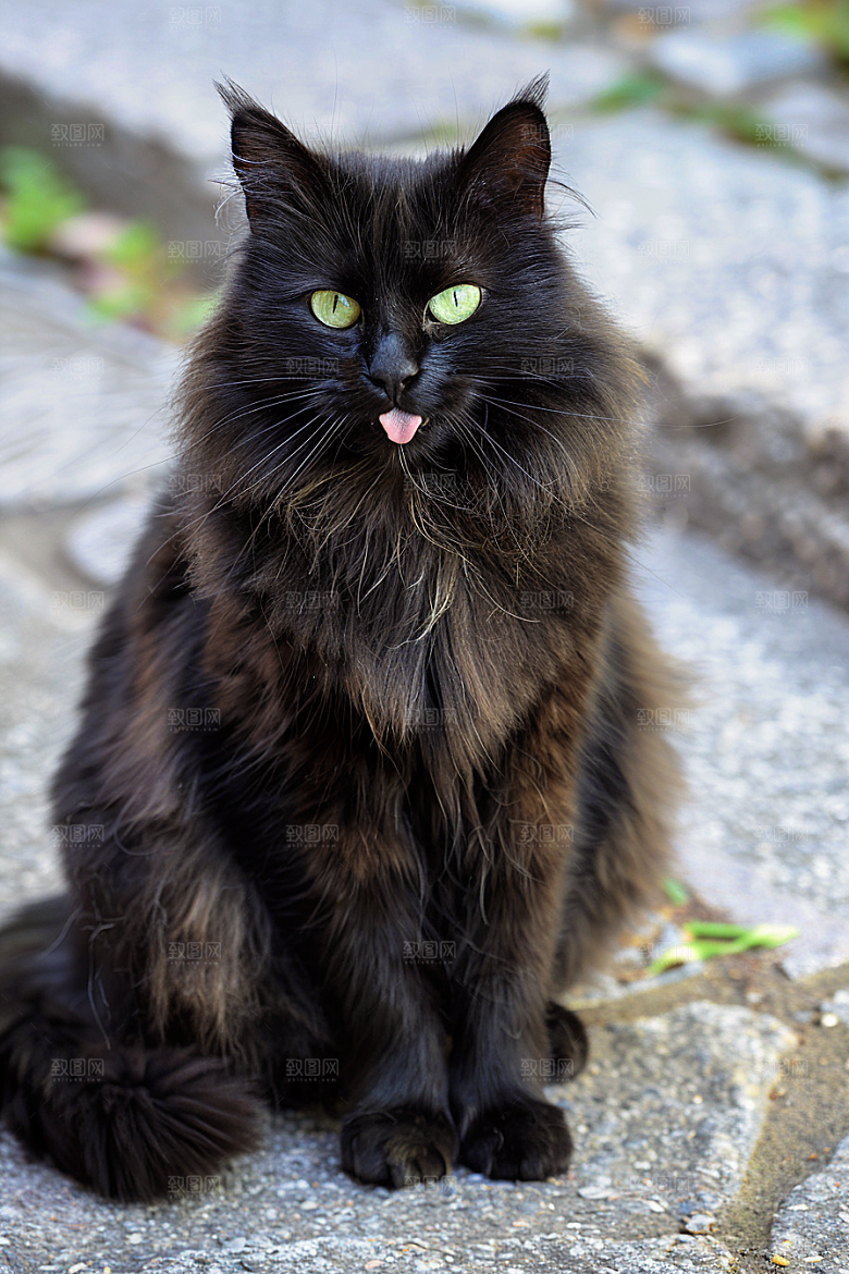 缅因猫小动物宠物猫摄影图