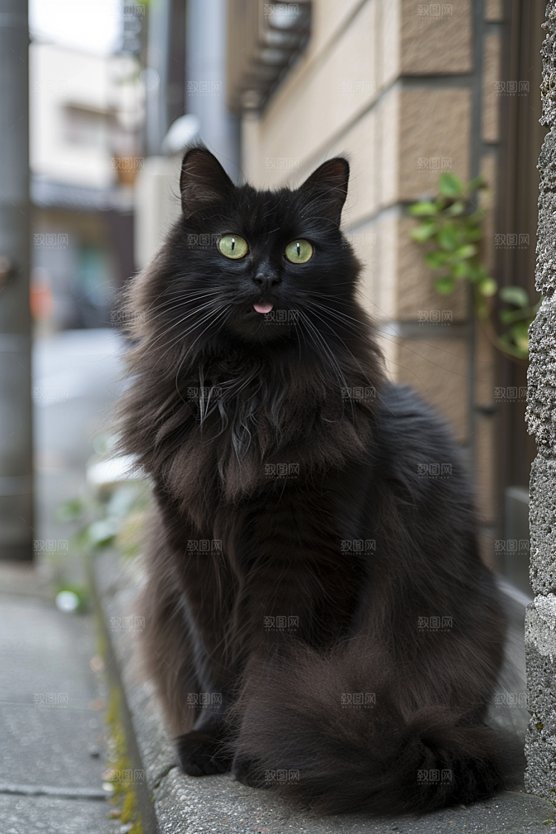 缅因猫家居生活品种猫摄影图