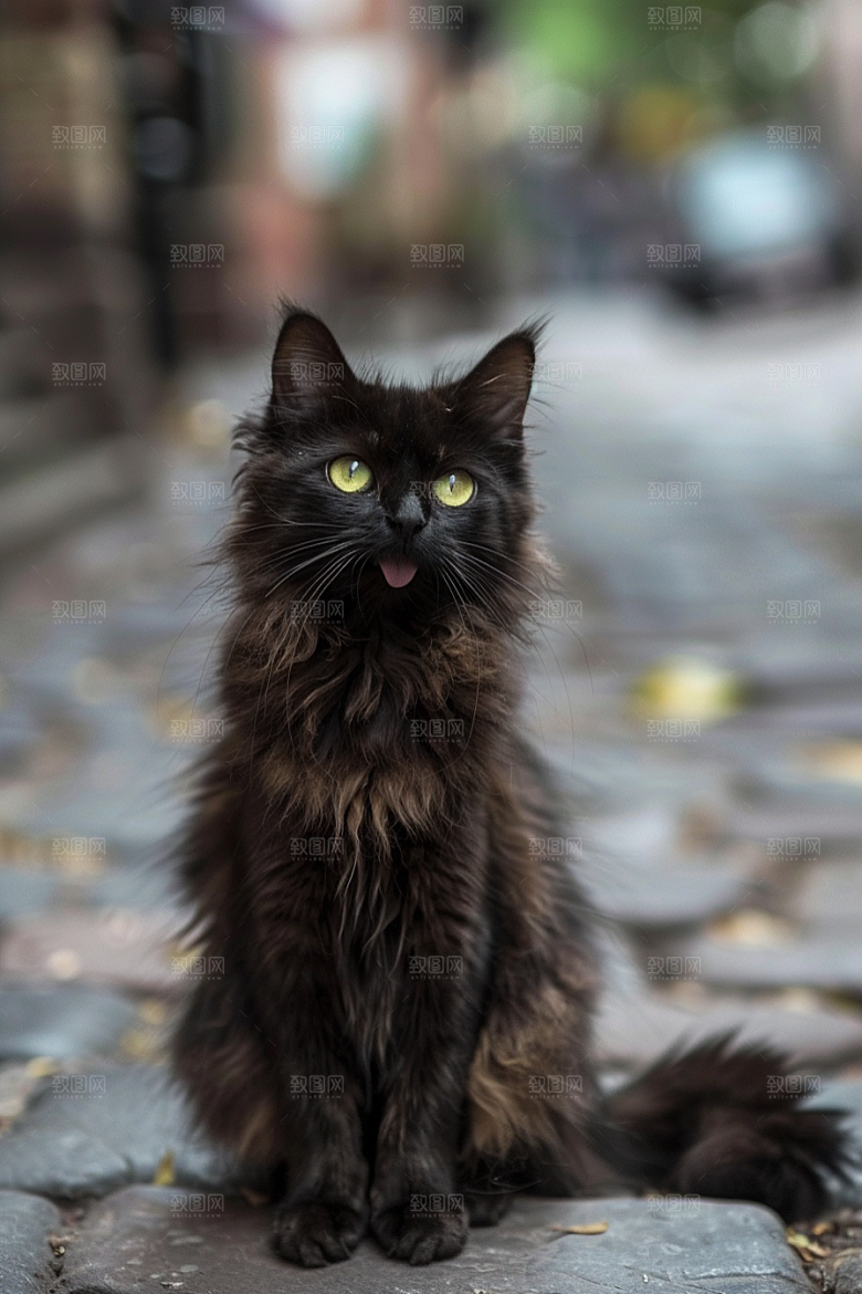 缅因猫陪伴长毛猫摄影图