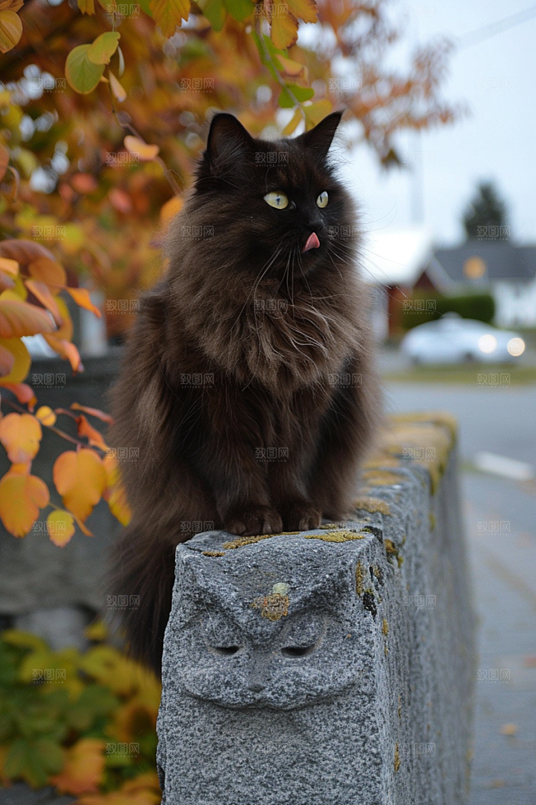 缅因猫家居生活小动物摄影图