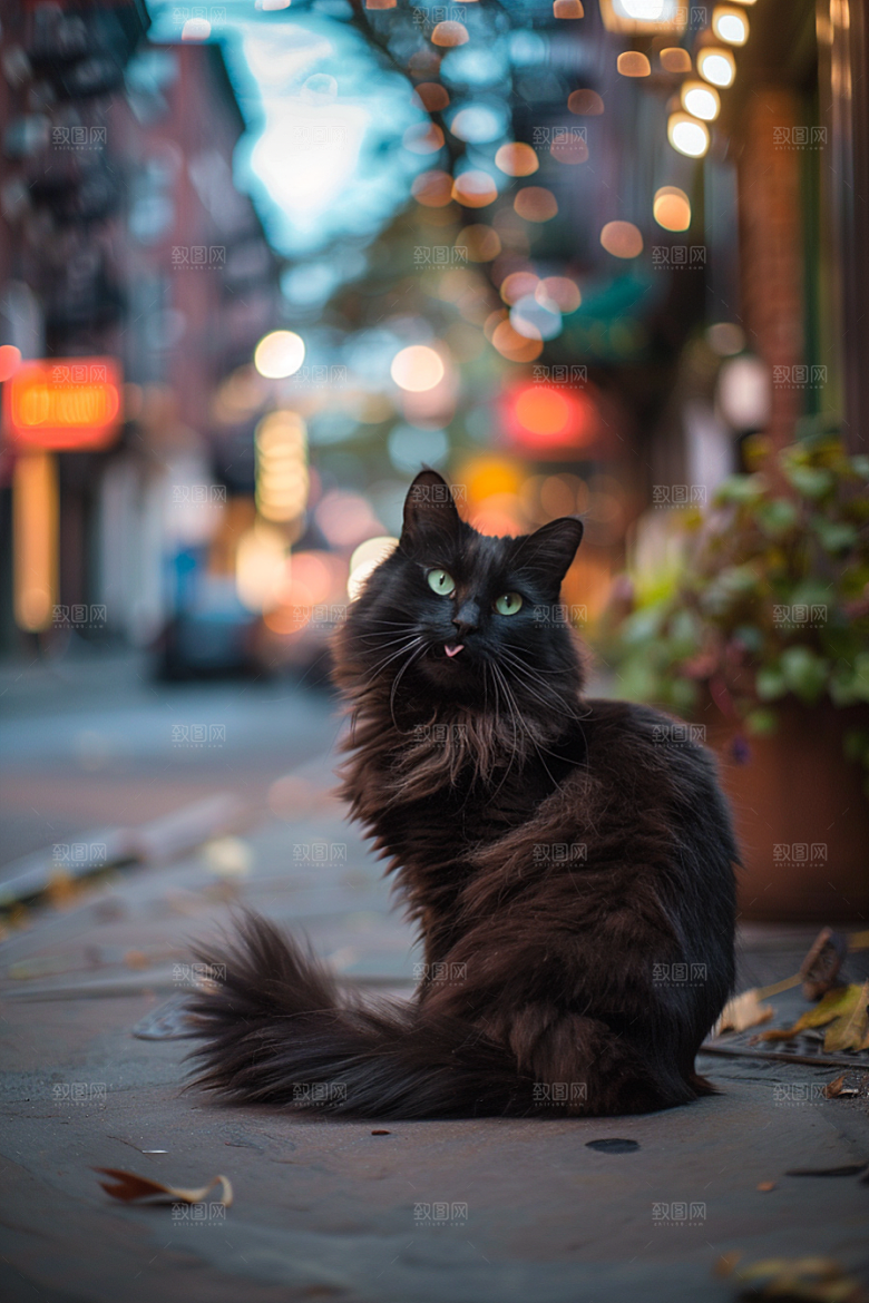 缅因猫品种猫长毛猫摄影图