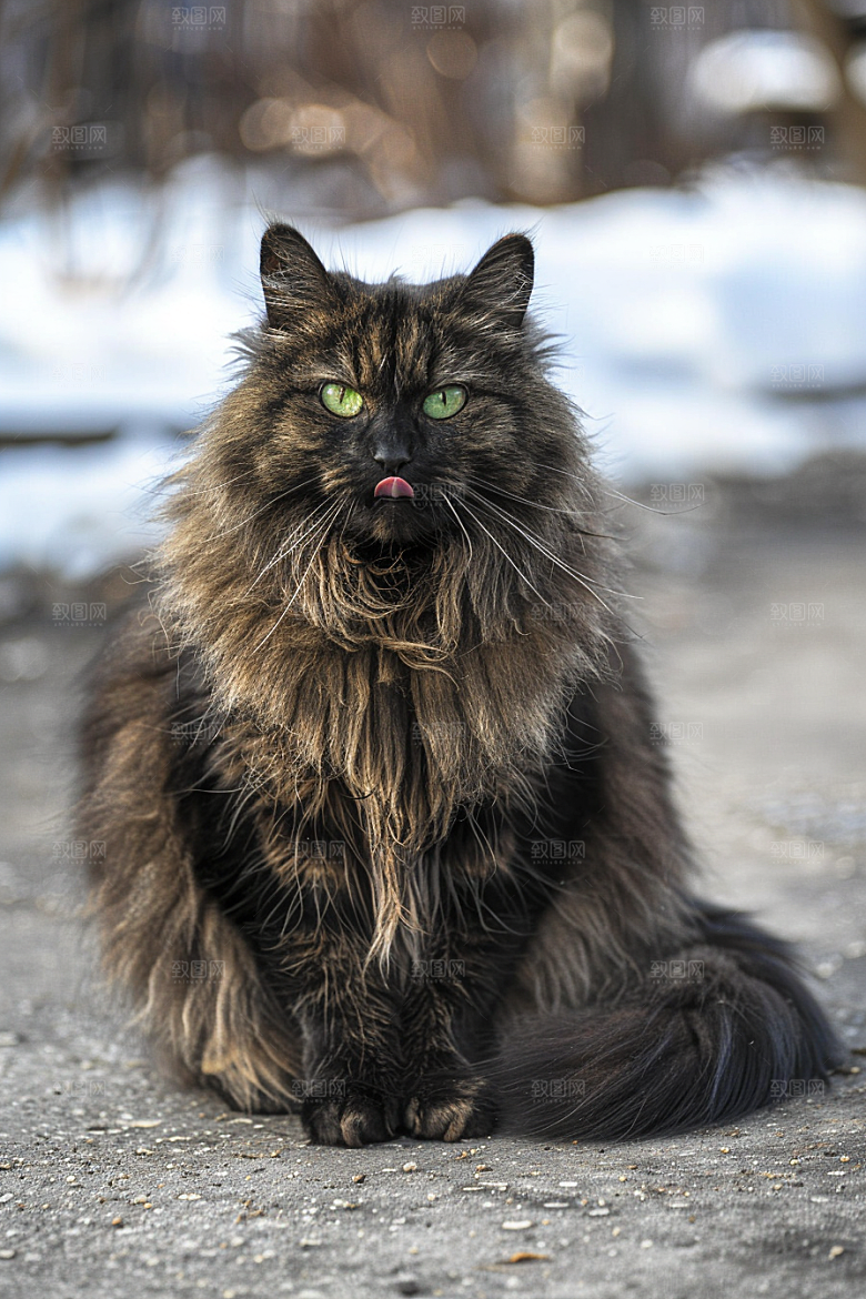 缅因猫毛茸茸可爱摄影图