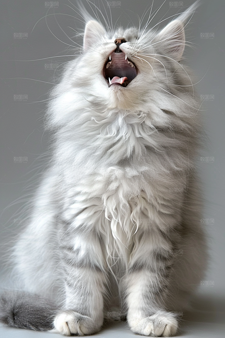缅因猫家居生活高清摄影图