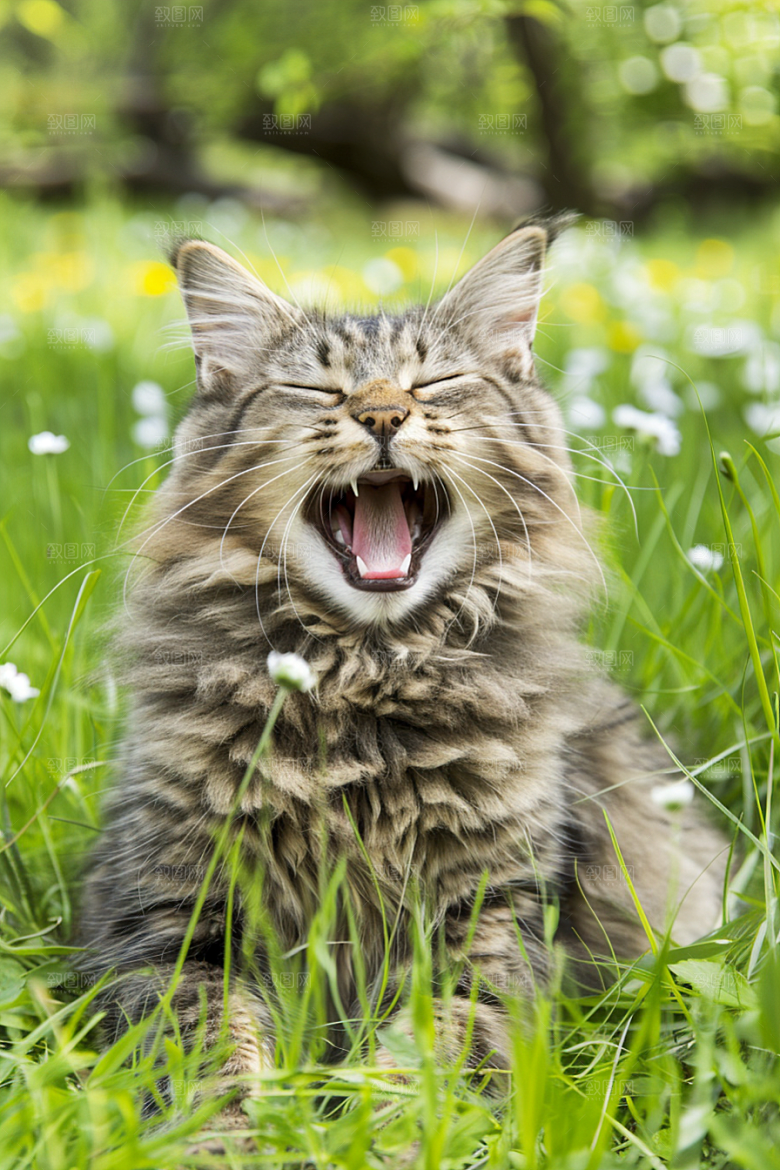缅因猫养宠陪伴摄影图