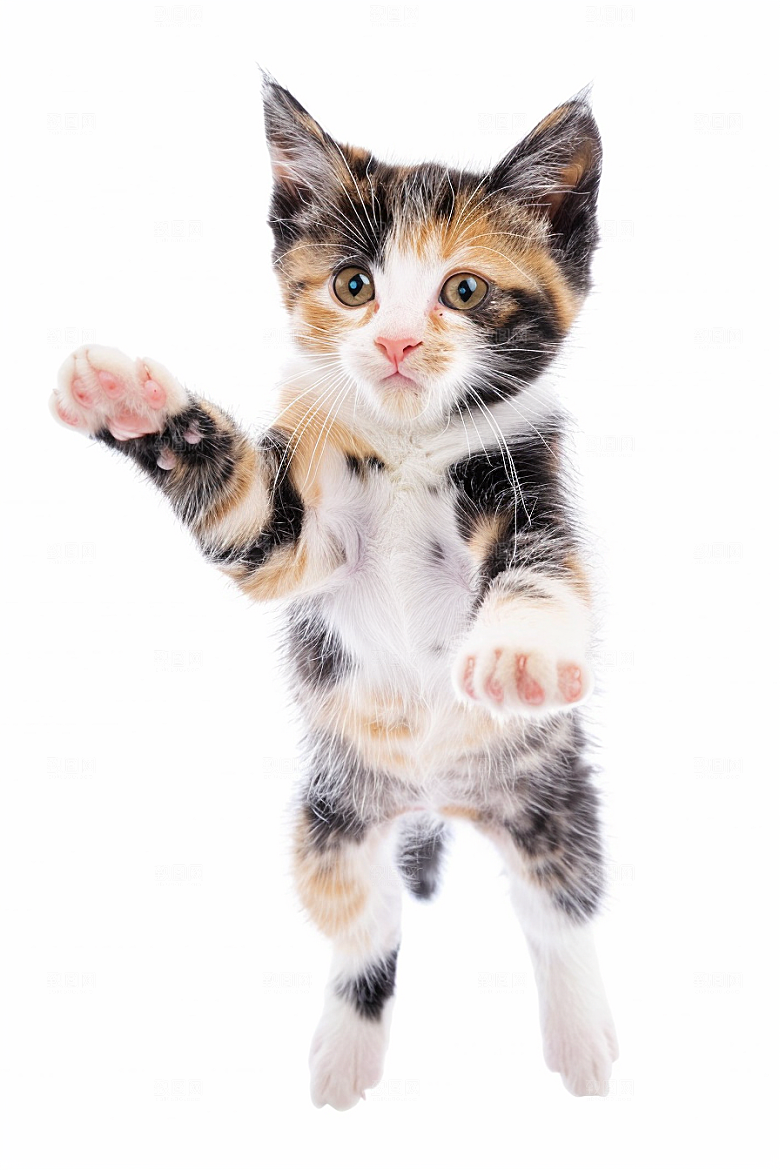 缅因猫品种猫小动物摄影图