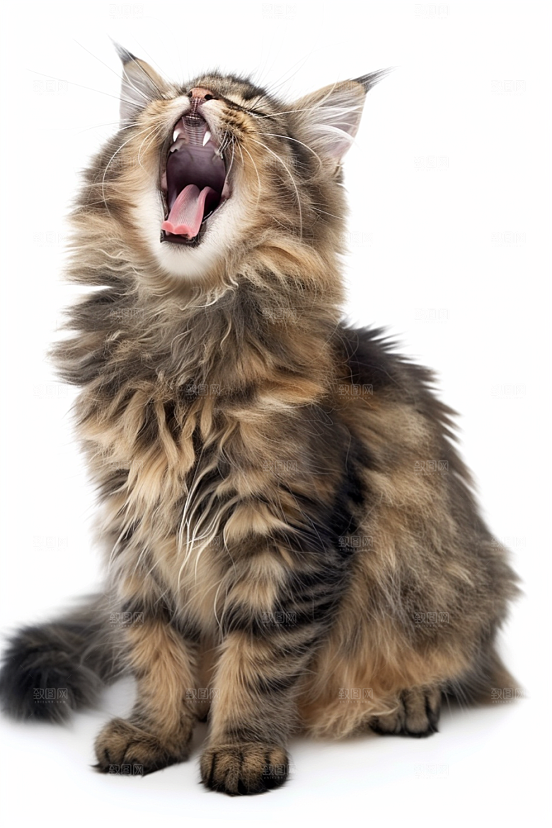 缅因猫品种猫陪伴摄影图