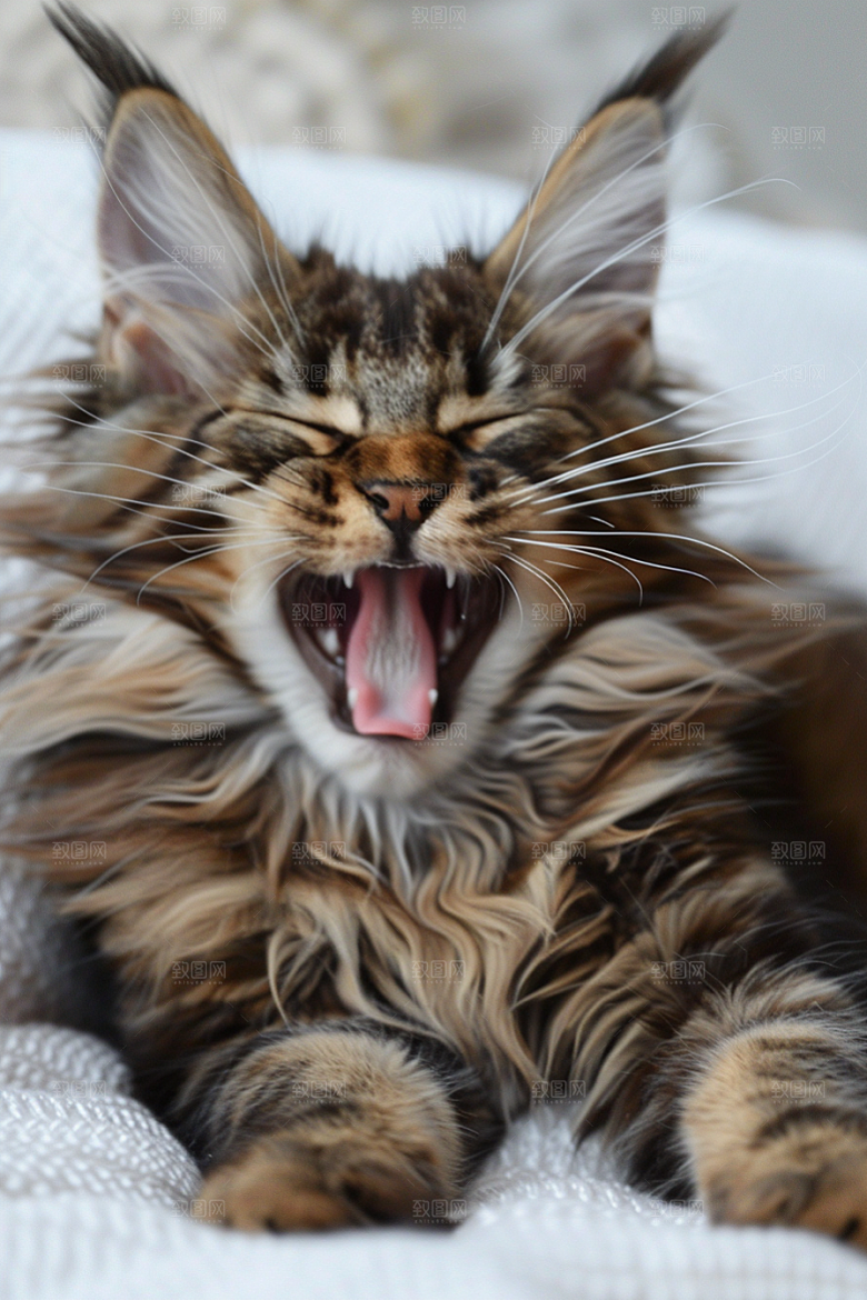 缅因猫长毛猫毛茸茸摄影图