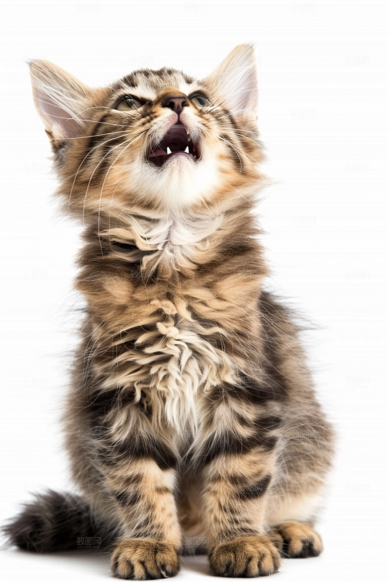 缅因猫陪伴宠物猫摄影图