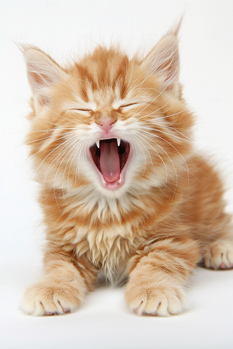 缅因猫宠物猫毛茸茸摄影图